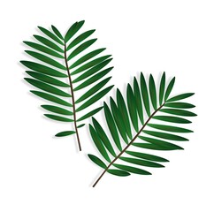 Palm branch realistic illustration in green, vibrant colors. It is applicable for the decoration of printed materials, design, decoration. Two branches with shadows.
