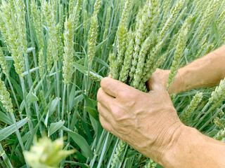 agronomist hands touch green ripening ears of wheat on the field, concept of future harvest, bread...