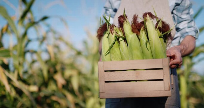 A man holds a box of corn that has just been ripped off