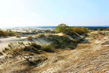 Sand dunes covered with green vegetation