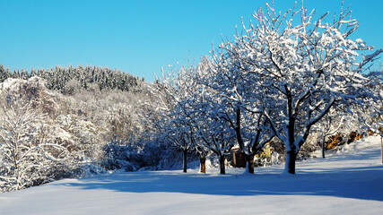 Kirschbäume im Schnee