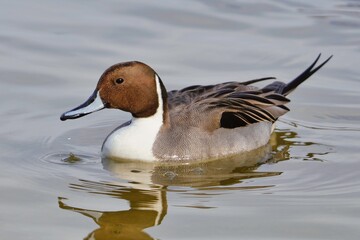 池の上の綺麗なオナガガモ