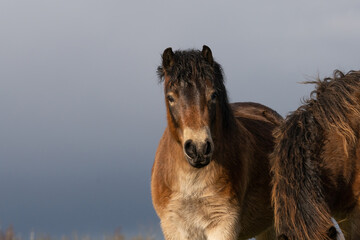 Fototapeta premium Head of a wild Exmoor pony, against a blue sky in nature reserve in Fochteloo, the Netherlands