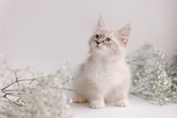 Beautiful white kitten with blue eyes. The Neva Masquerade breed. Easter greeting card background. Kitty with flowers, spring mood.  Gentle tone saver . Cute curios furry adorable pet wallaper. Tender