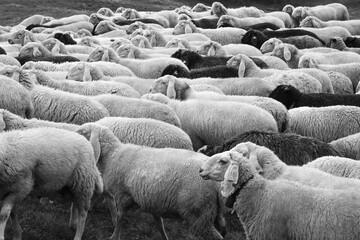 pecore bianco e nero gregge