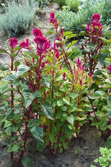Magenta colored flowers of Celosia argentea var. cristata in August