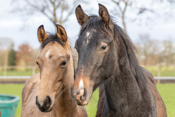 Obraz na płótnie Canvas Two One year old horses in the pasture. A black and a brown, yellow foal. They stand side by side as friends. Selective focus