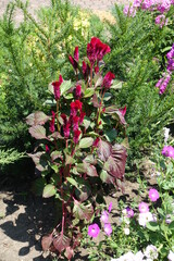 Vibrant red flowers of Celosia argentea var. cristata in July