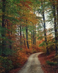 Road in autumn forest