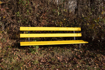 lonely empty yellow bench in front of autumn forest in the morning