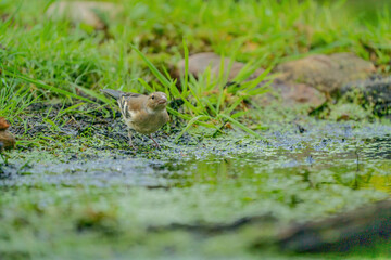 Green and yellow finch, songbird, sitting in the grass by the water. From the finch family