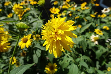 Side view of yellow flower of Rudbeckia laciniata Goldquelle in July