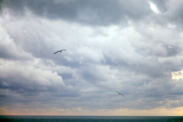 Seagull in the cloud. Camogli. Italy