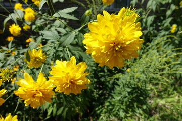 Vibrant yellow flowers of Rudbeckia laciniata Goldquelle in July