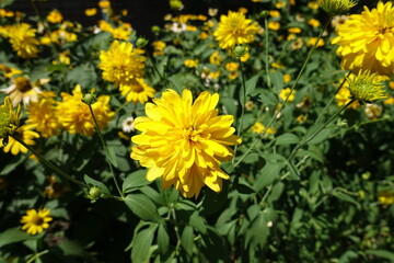 Yellow flowers of Rudbeckia laciniata Goldquelle in July
