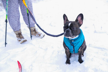 French bulldog in blue clothes on a winter walk with the owner. Clothes for dogs concept.