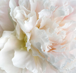 Whiite pink peony flower in very high detail, macro. Pink abstract background
