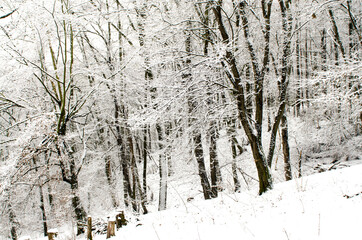 Fototapeta premium forest in winter with snow covered trees