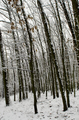 forest in winter with snow covered trees