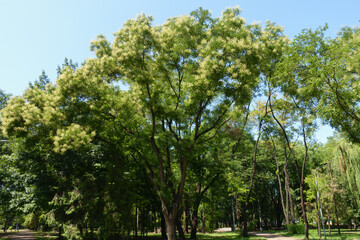 Tree of Sophora japonica in full bloom against blue sky in August