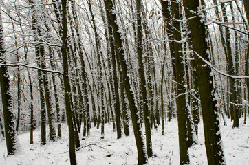 forest in winter with snow covered trees