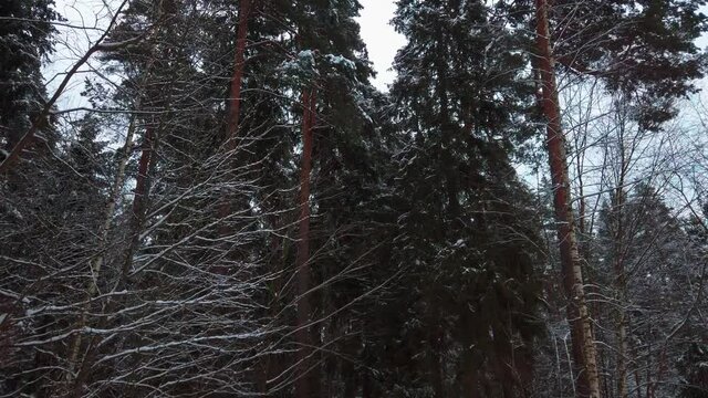 green tall pine trees in the winter forest against the sky, bottom up view. dolly camera shot