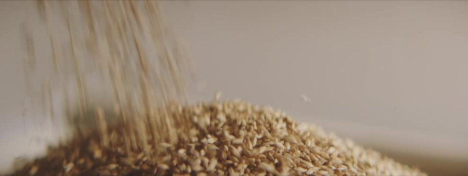 Close-up video of barley grains falling on a big pile. Food production process in a factory. Factory concept.