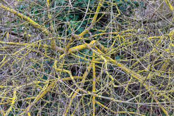 yellow dry tree branches, nature background