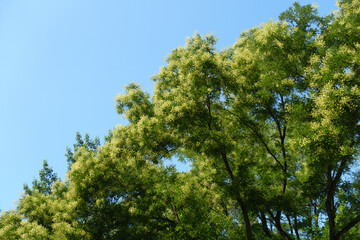 White flowers in the leafage of Sophora japonica tree against blue sky in August