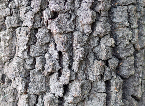 tree bark texture for background