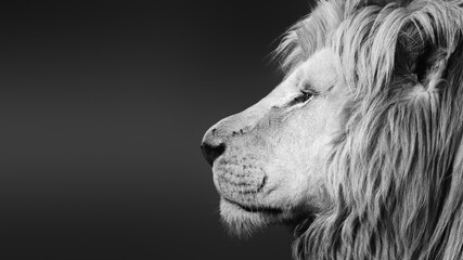 Large white male lion ( Panthera leo ) black and white facial side portrait close-up with text...