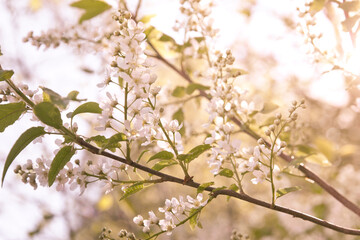natural background Bird cherry blooming. Bird cherry blossoms in spring.