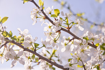 Blossoming cherry branch. White flowers of a fruit tree in sunny weather.