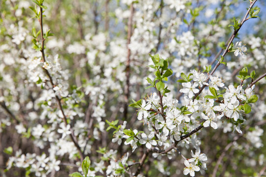 Branch with white flowers. Blooming cherry. Cherry tree with white flowers in spring. Sunny weather and blossoming trees in spring. © Tatiana Nurieva