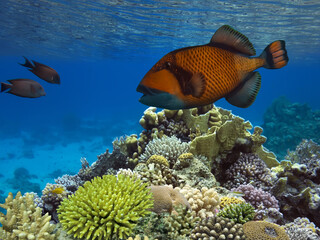 Fototapeta na wymiar Triggerfish (Balistodes viridescens) swims in the Red Sea,