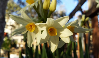 Narcissus plant white - yellow flowers