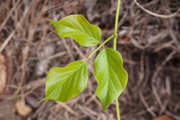 green ivy leaf in nature garden