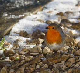 macro close up of a robin red breast on pebbles and snow