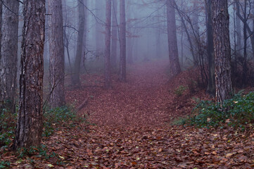 Obraz premium Foggy morning in the pine forest.