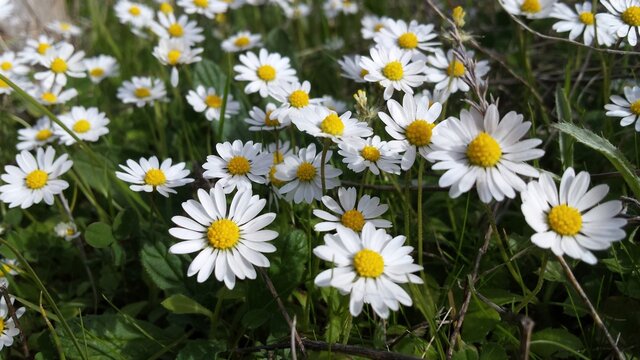 Wild anthemis plant white - yellow flowers