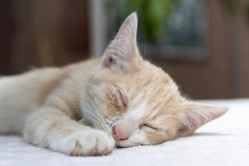 A cute little kitten sleeping on a white cloth