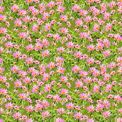 Chamomile flowers seamless pattern.