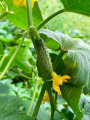 Good harvest of vegetables and fruits on the farm.