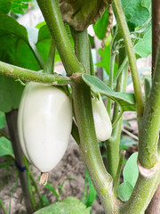 Good harvest of vegetables and fruits on the farm.