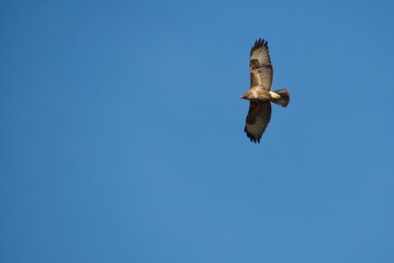 Hawk in flight against clear blue sky. Empty space.