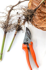 Freshly cut fresh valerian roots with plant pruner. Collection and harvesting of plant parts for...