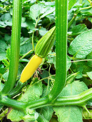 Good harvest of vegetables and fruits on the farm.