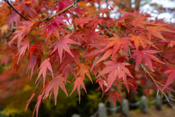 奈良県 吉野山の秋と紅葉景色