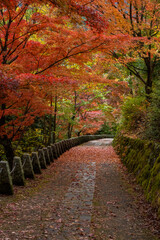 奈良県 吉野山の秋と紅葉景色