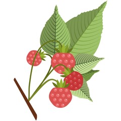 Raspberries on stem with leaves flat vector icon